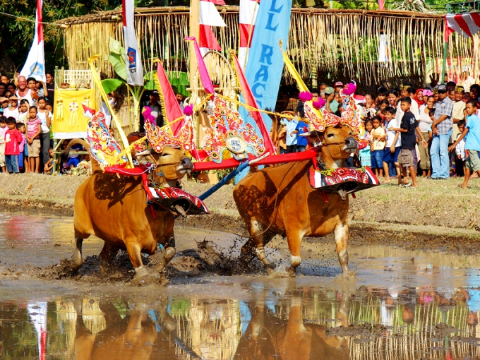 Bali travel_Sapi_Gerumbungan