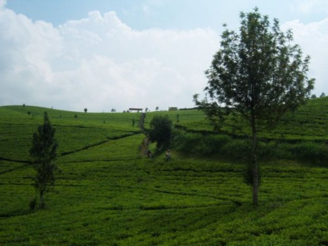 hutan jayagiri