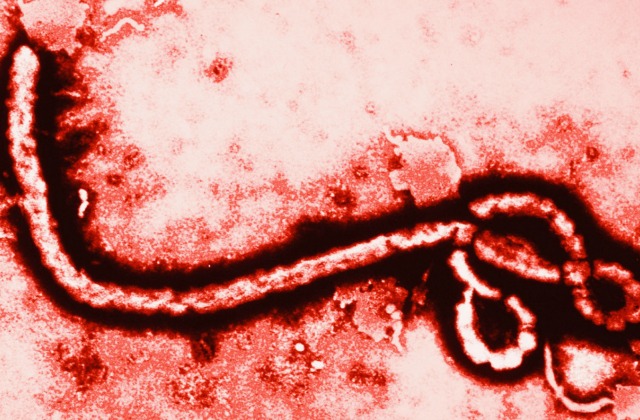 ebola