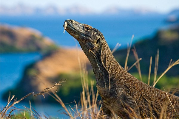 komodo