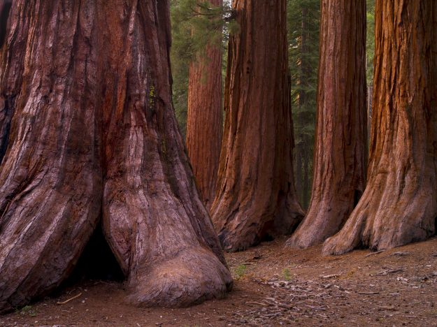 Red Wood Tree Talk