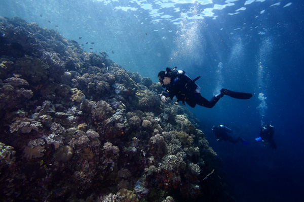 Wakatobi