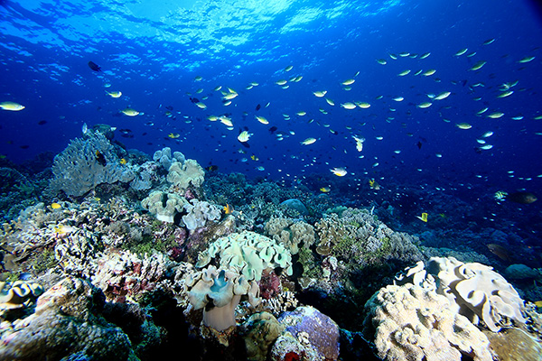 Wakatobi