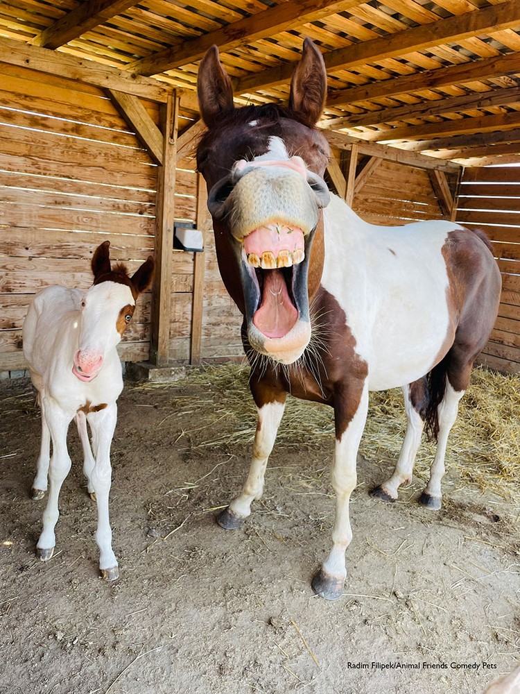 Melihat Foto Kocak Hewan yang Menang di Comedy Pet Photo Award 2022 