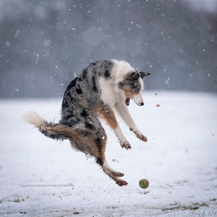 Melihat Foto Kocak Hewan yang Menang di Comedy Pet Photo Award 2022 