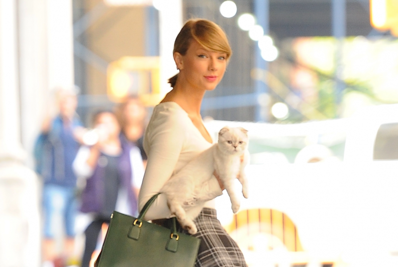 Taylor-Swift-Kucing-Olivia-Benson-Jenis-Apa-Scottish-Fold-Harga-mainmain.id_