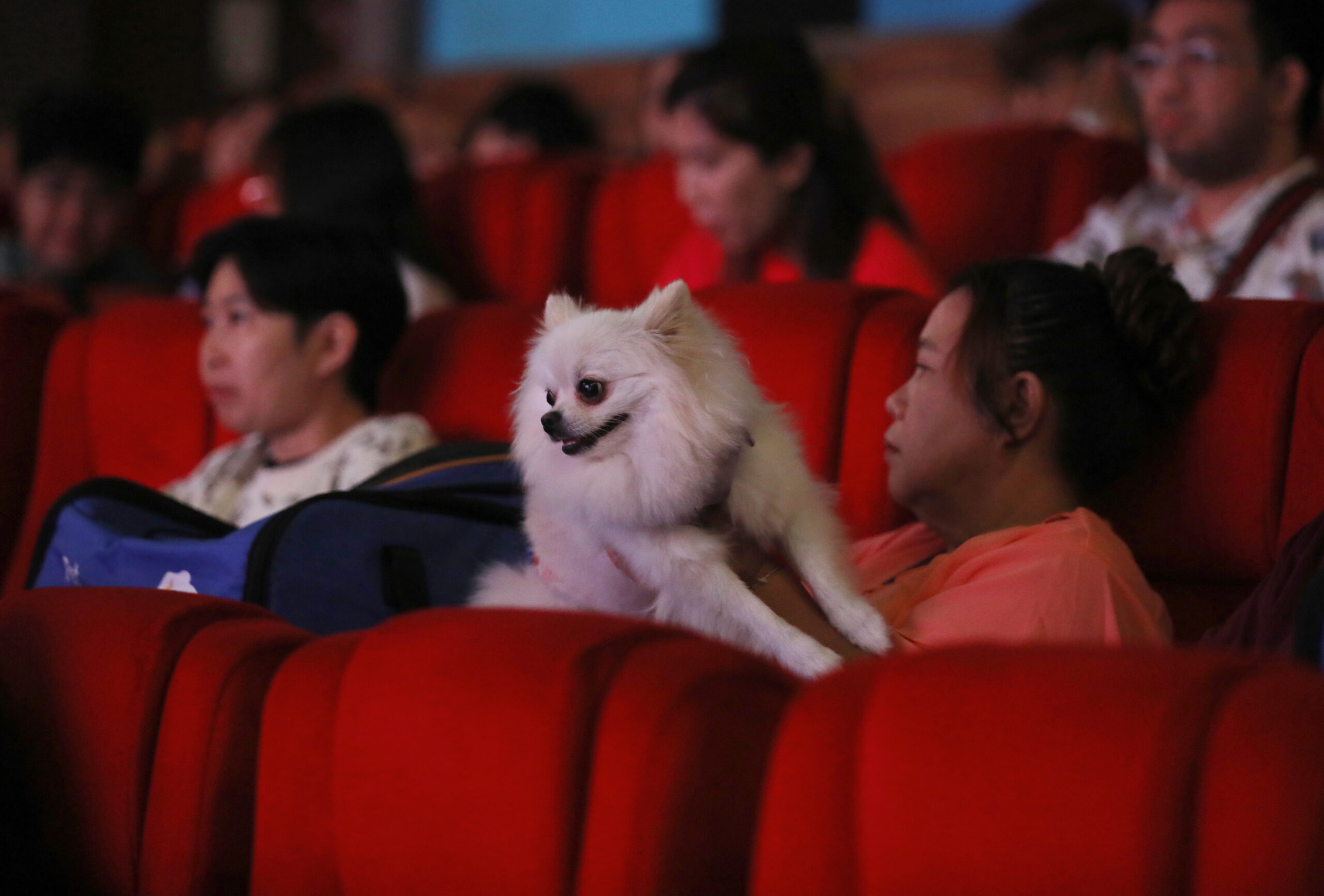 Di Thailand Ada Bioskop yang Bisa Bawa Hewan Peliharaan