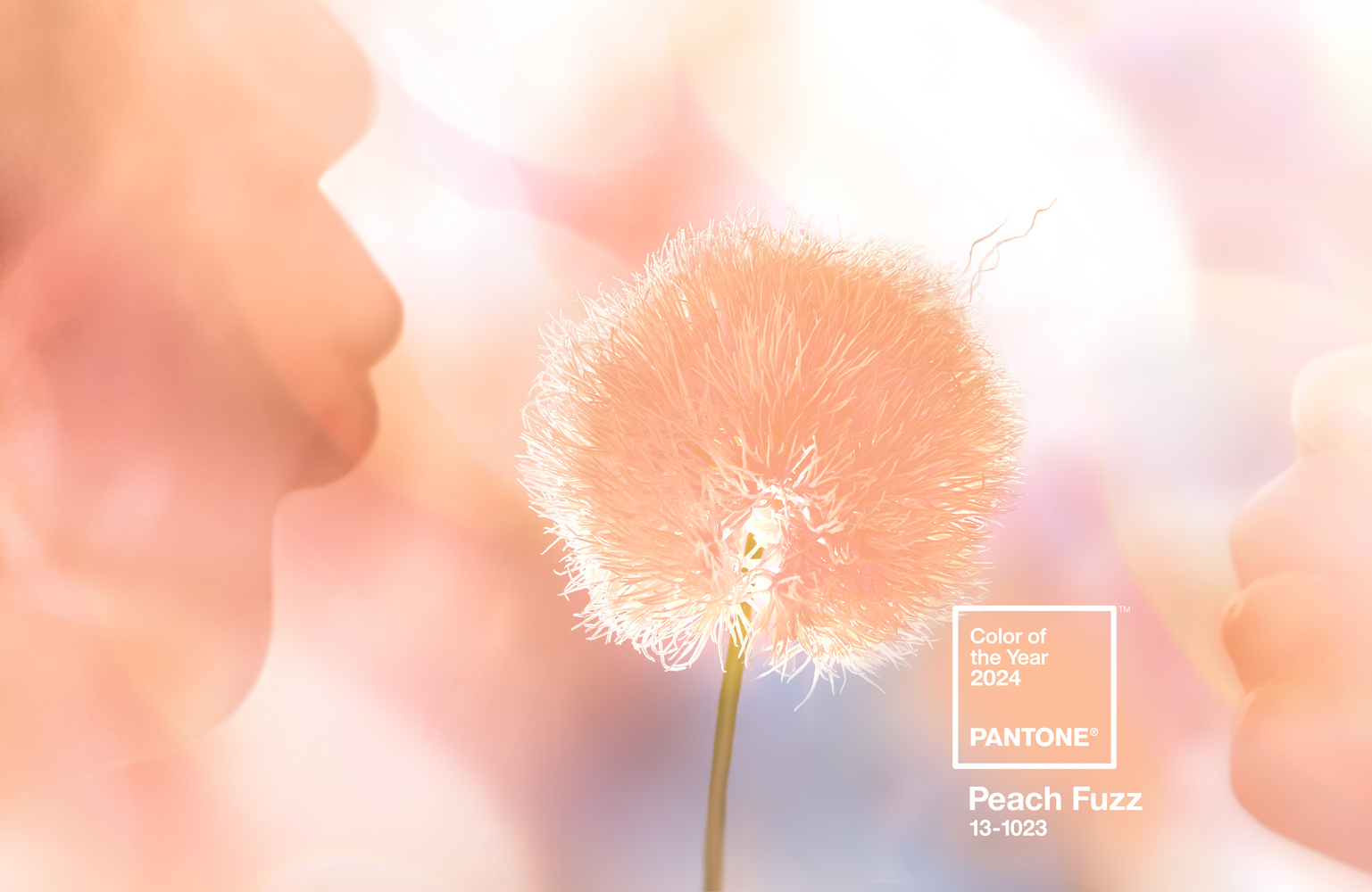 pantone-reveals-peach-fuzz-as-color-of-the-year-2024_1